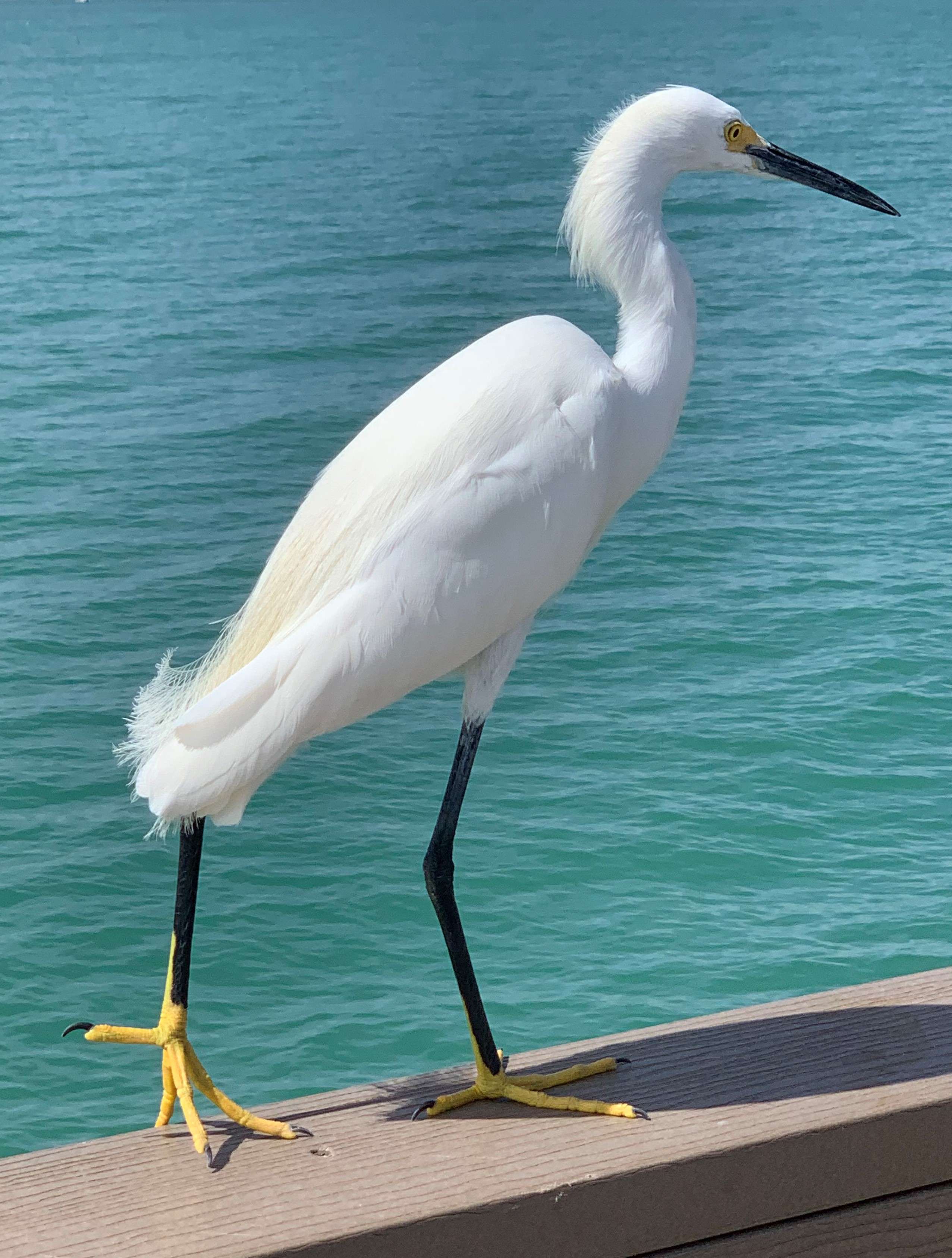 Snowy Egret